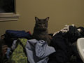 lord of the laundry.JPG